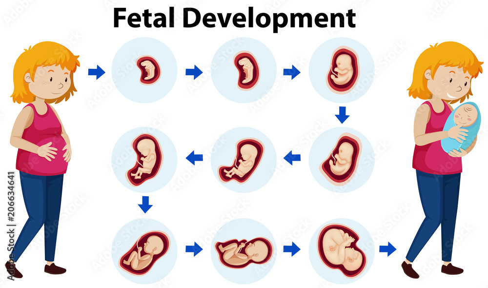 A Vector of Fetal Development