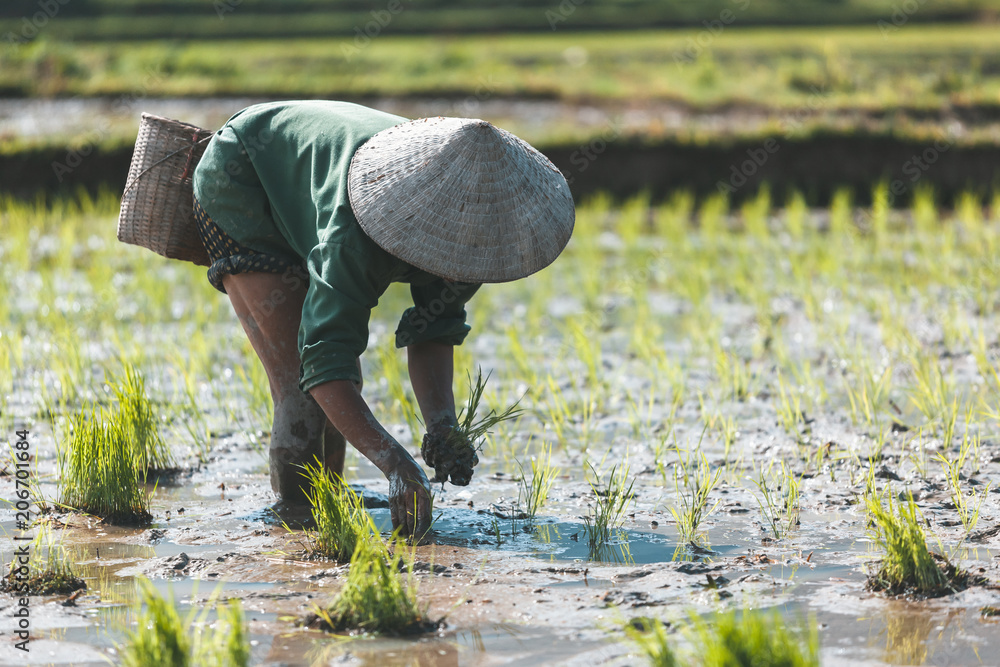 越南农民种植水稻