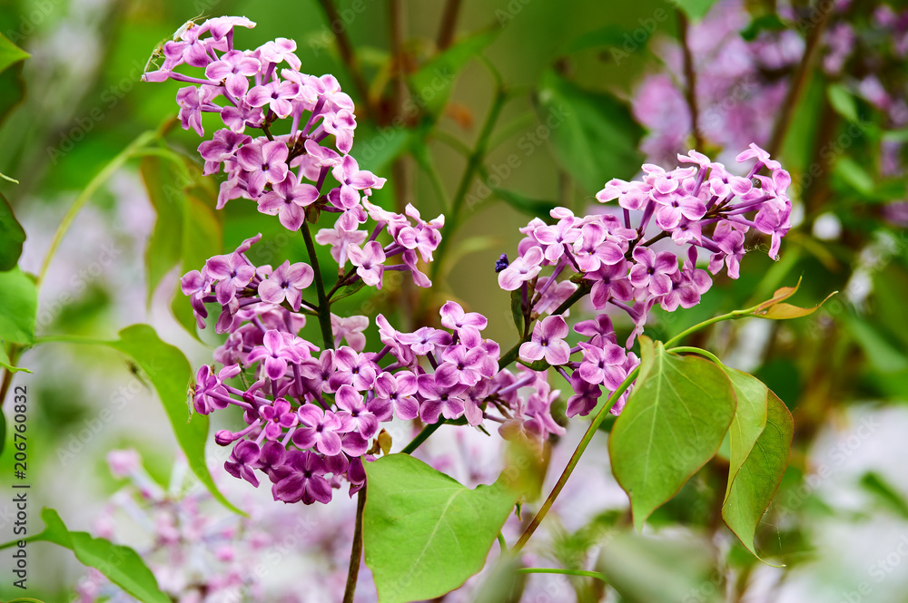 丁香花盛开。