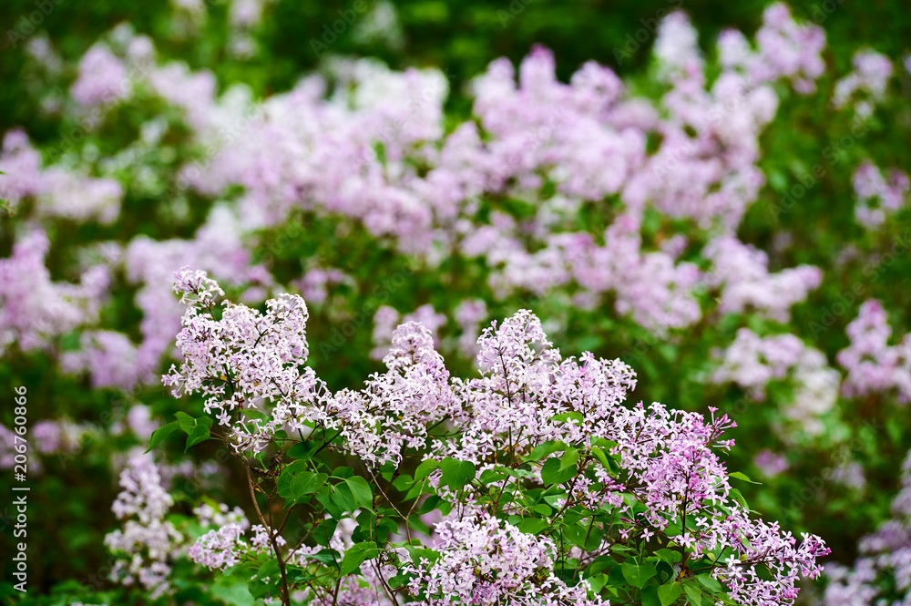 丁香花盛开。