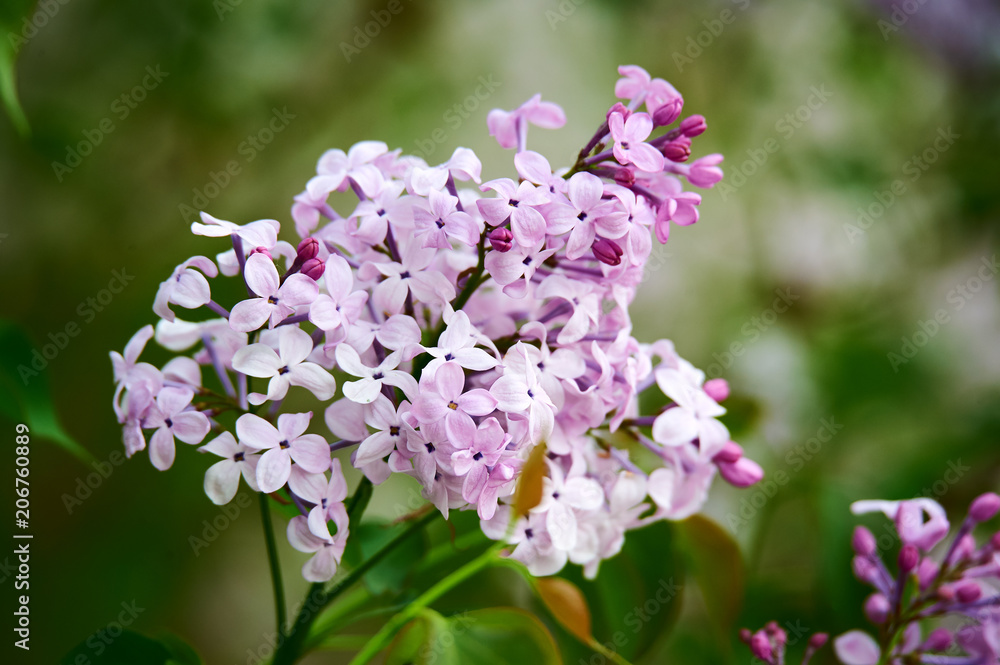 丁香花盛开。