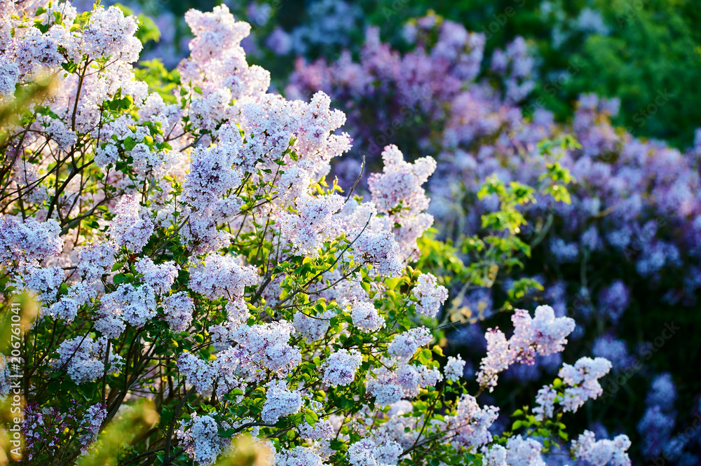 Lilac flowers in full bloom.