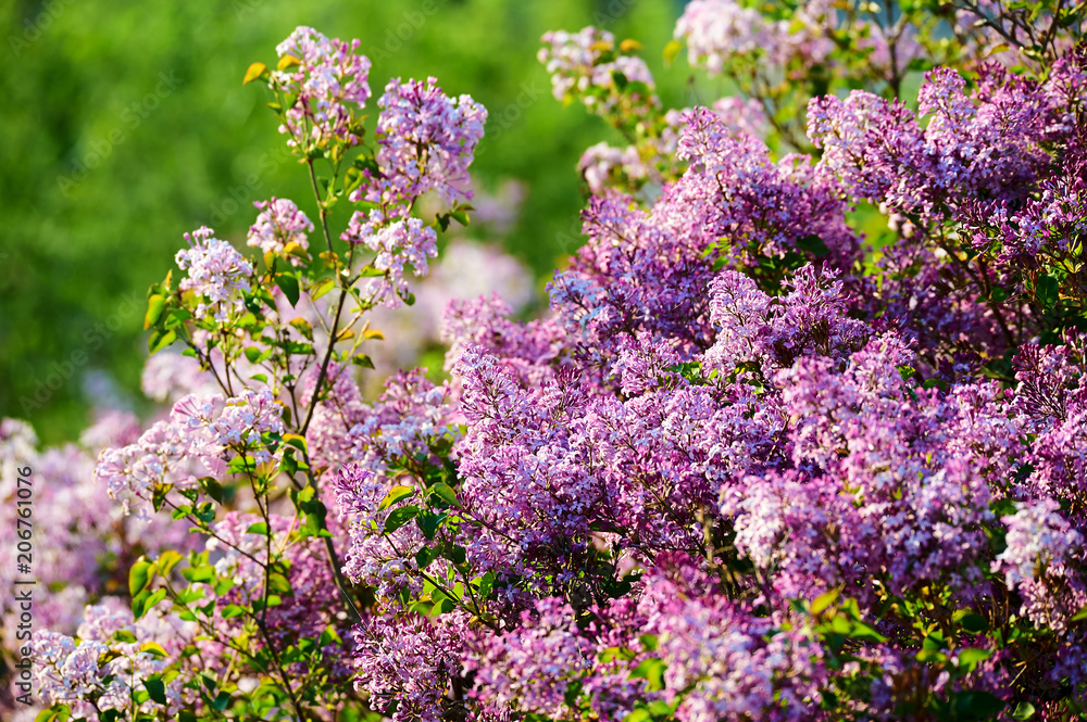 Lilac flowers in full bloom.