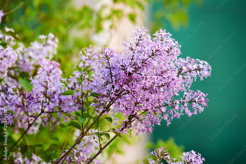 Lilac flowers in full bloom.