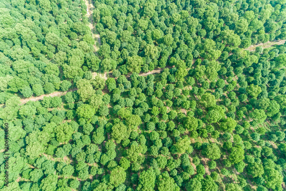 Aerial view of the green forest