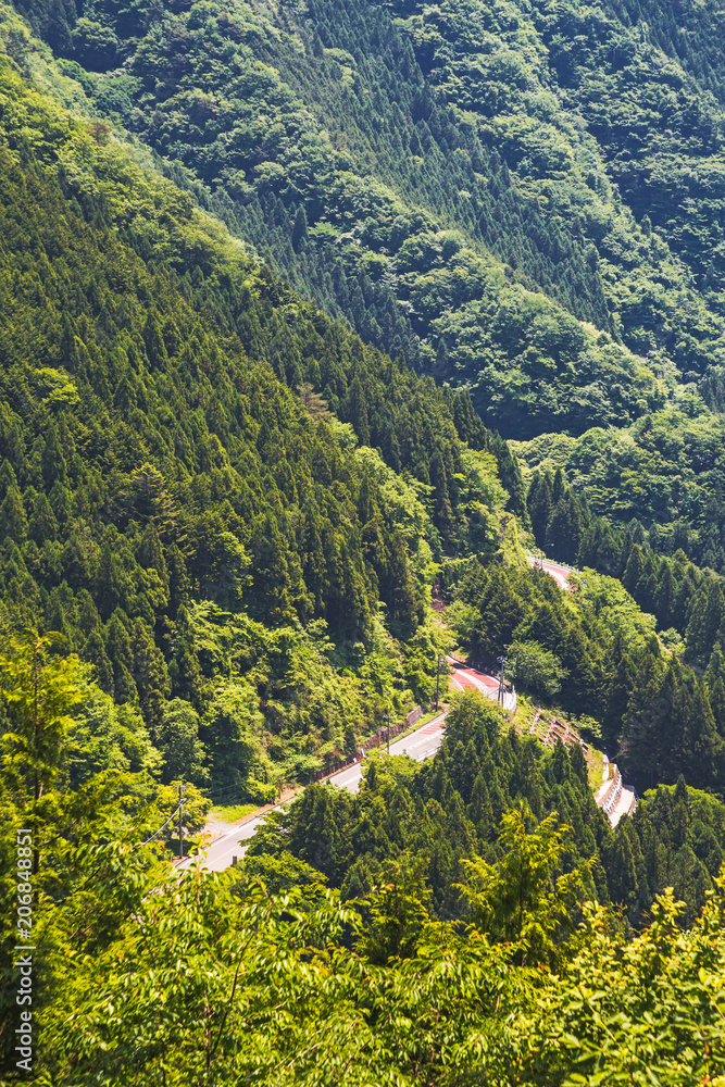 新緑の奥多摩の山