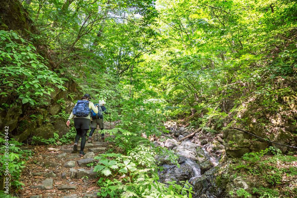 新緑の登山道