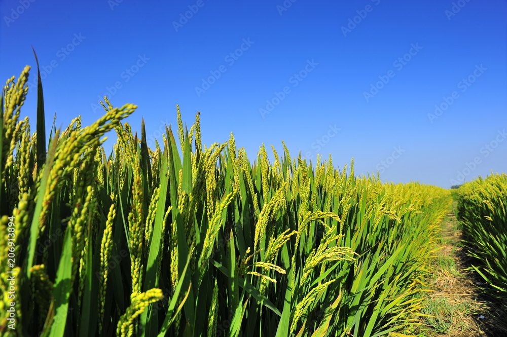 Paddy fields