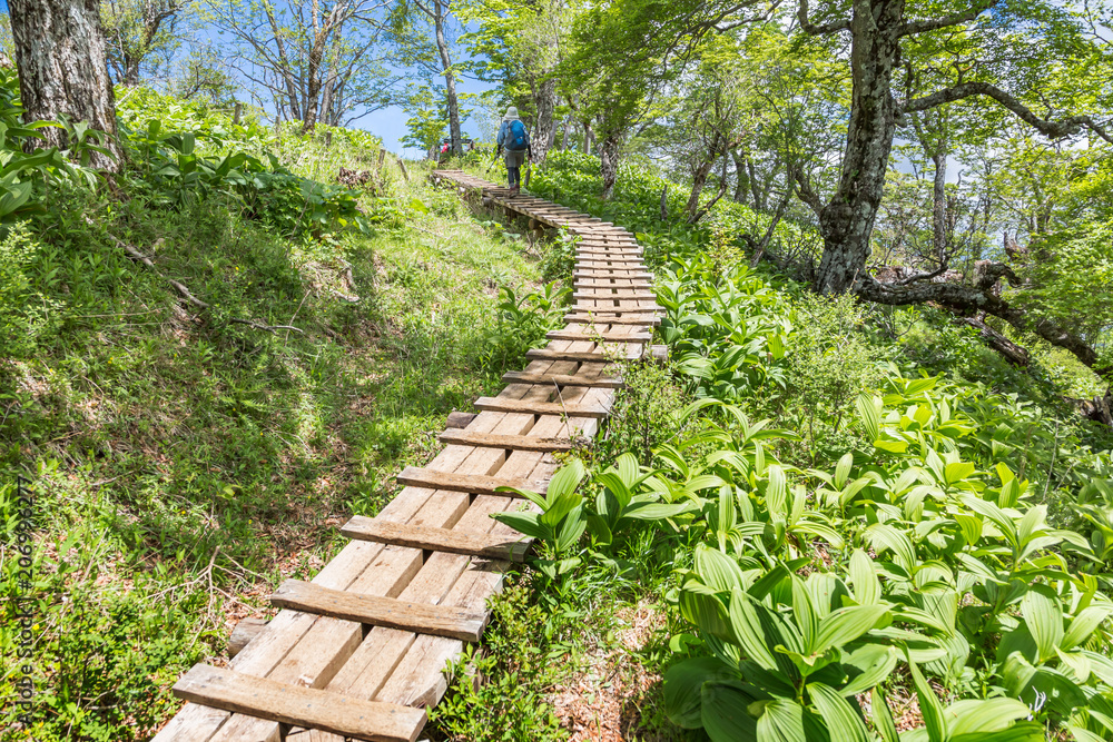 新緑の登山道