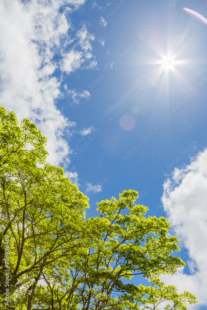 青空と雲と新緑