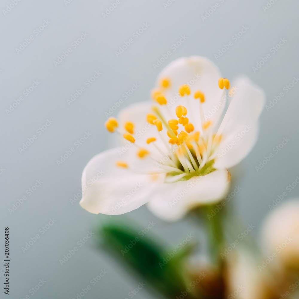 White Plum Tree Flowers In Spring