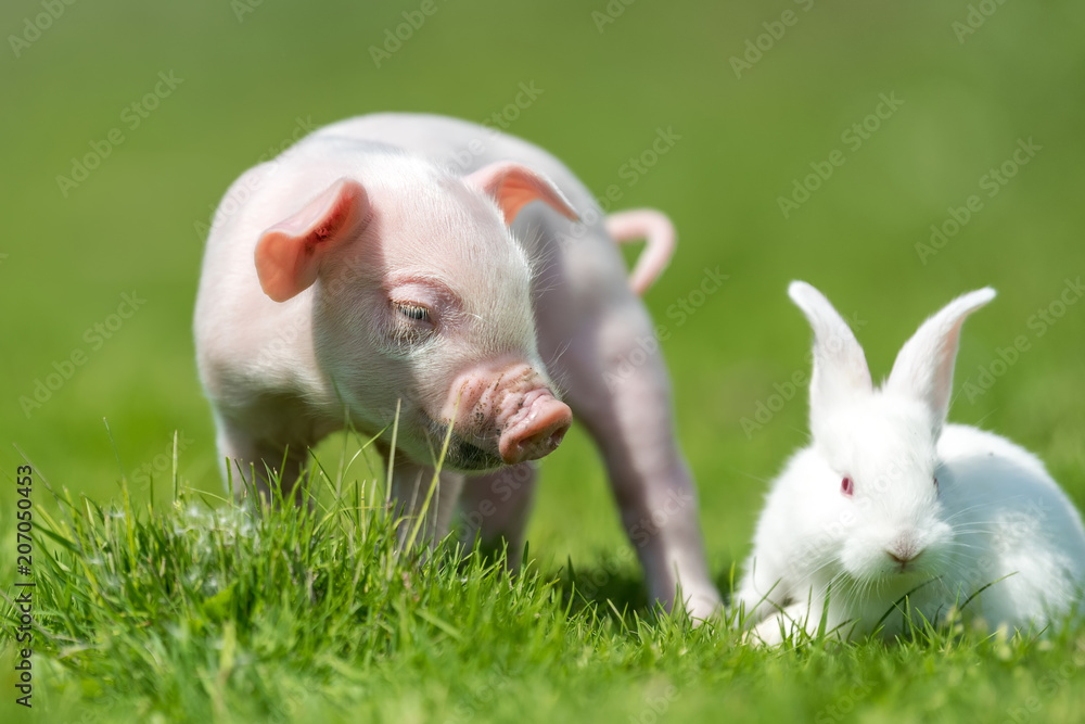 Piglet and white rabbit on spring green grass on a farm