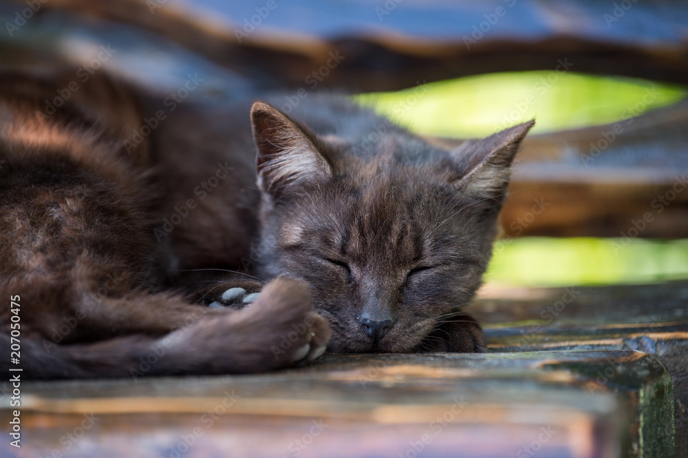 睡在木长椅上的猫