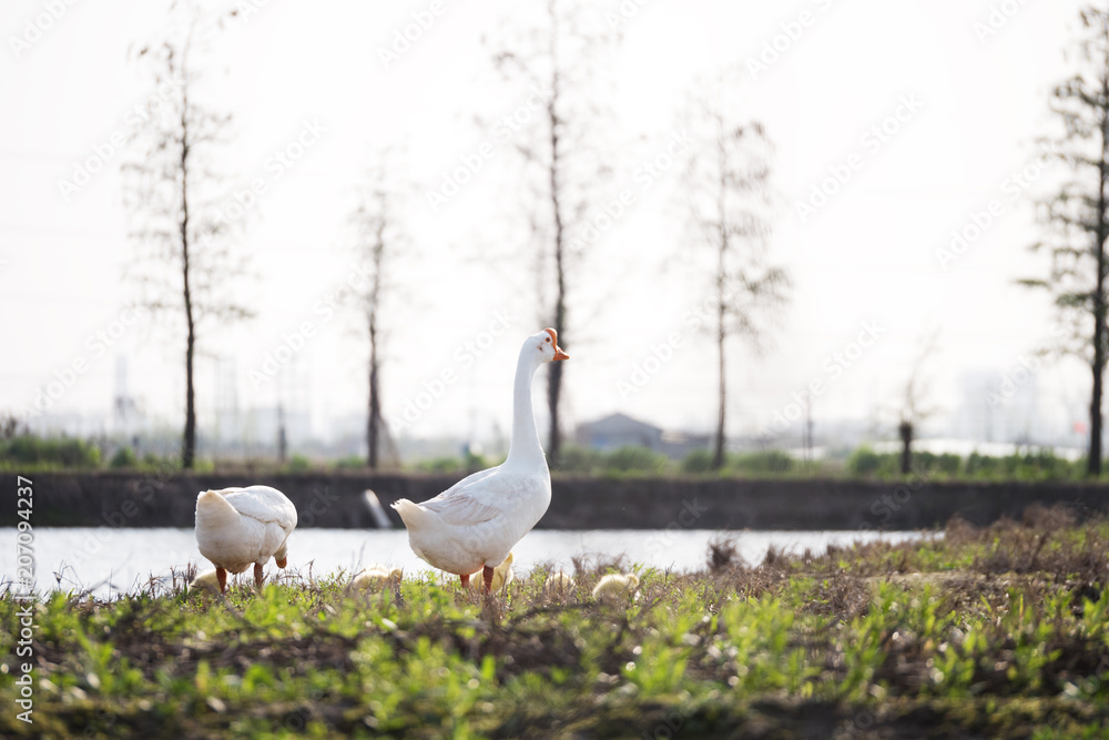 white goose stand on the lake