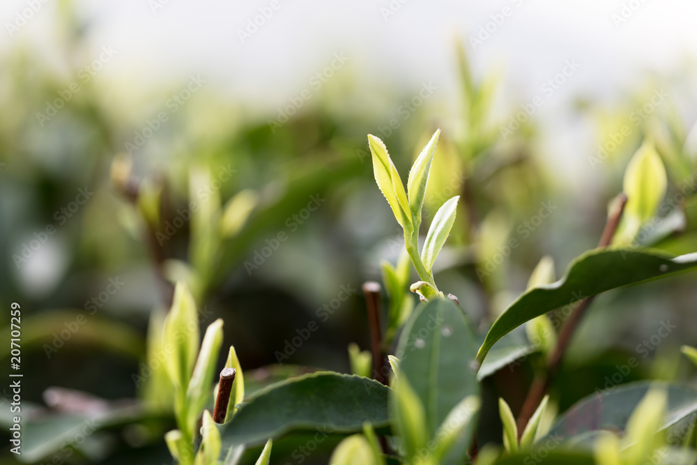 阳光下种植园的茶叶。