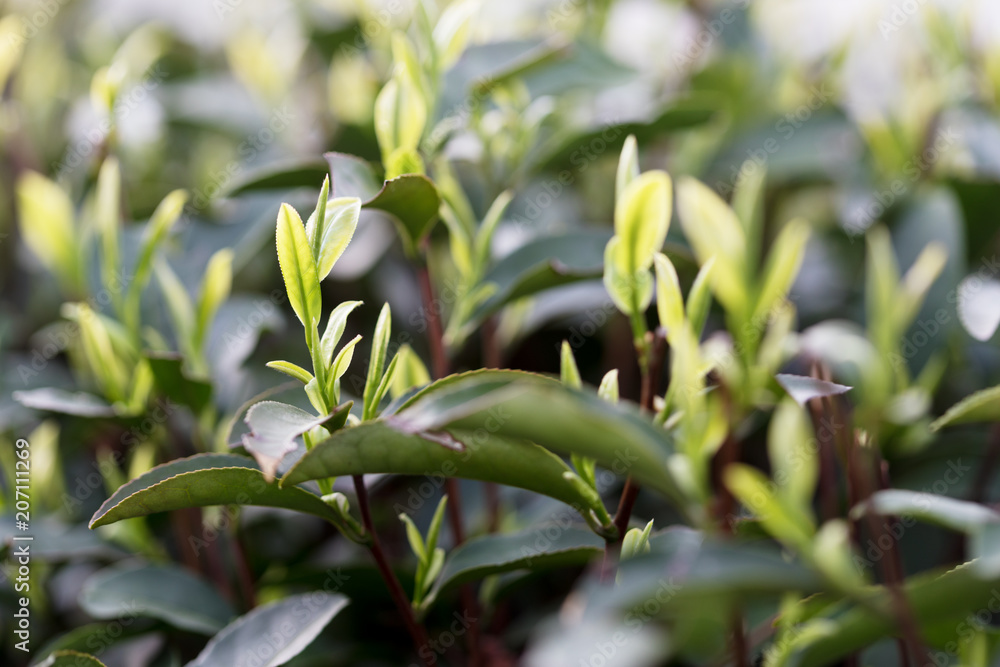 Tea leaves at a plantation in the beams of sunlight.