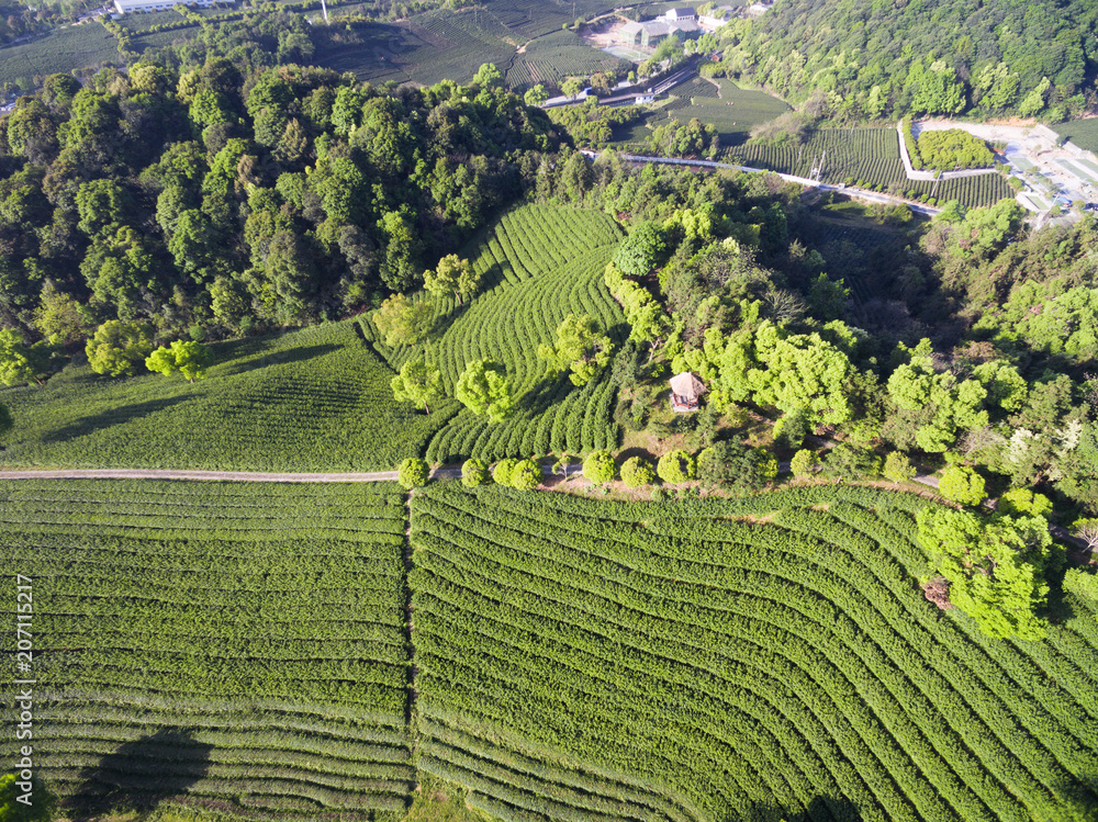 阳光下的山上茶园