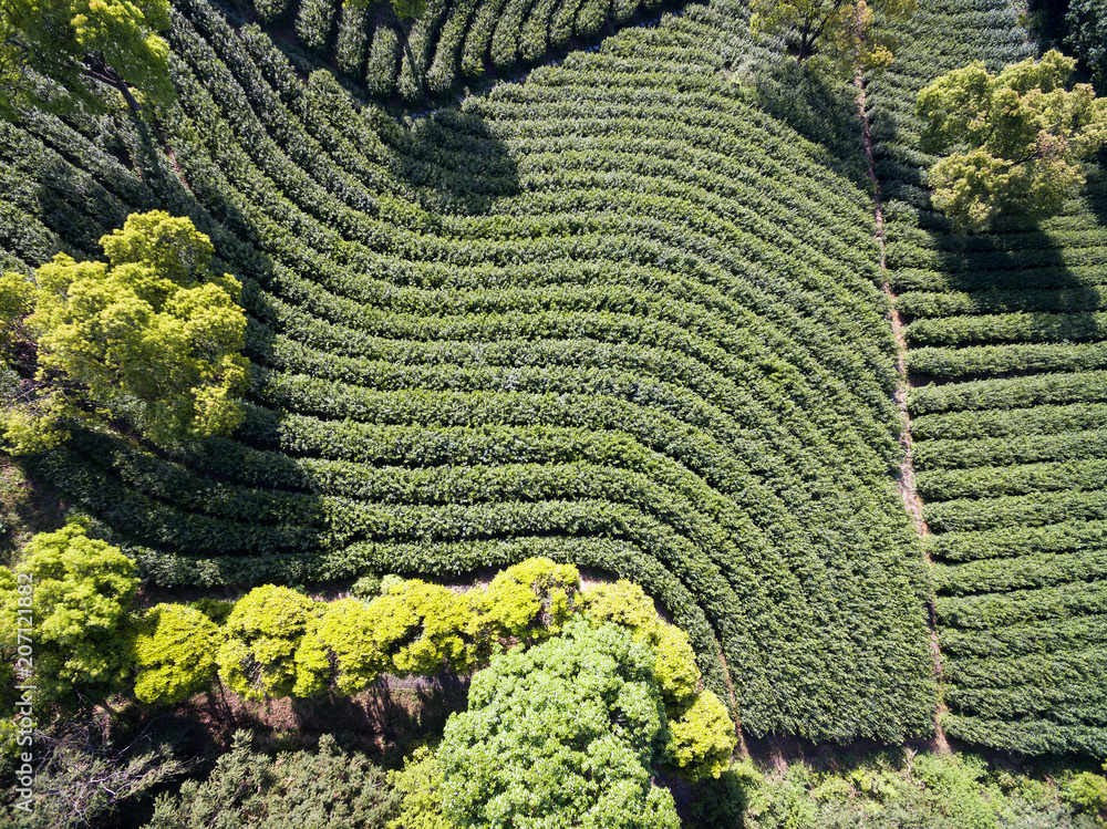 阳光下的山上茶园