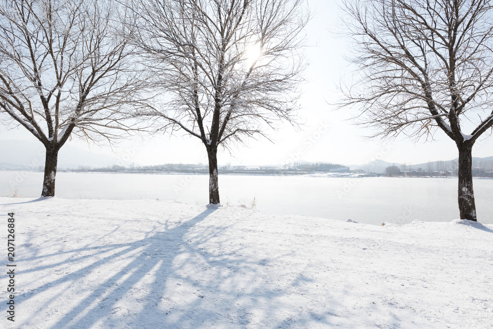 有雪有树的冬季风景