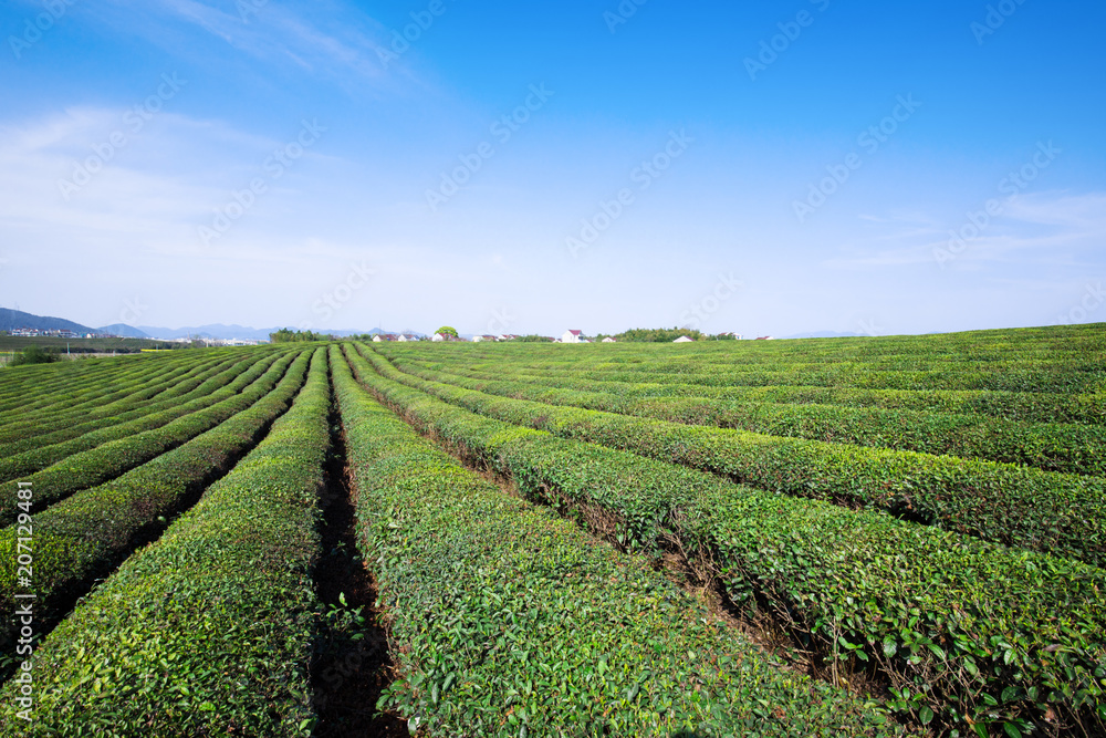 中国山上的绿茶花园