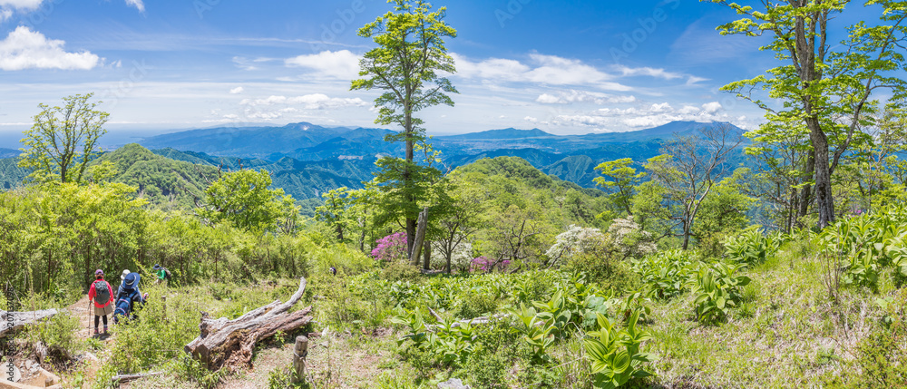 新緑の登山道