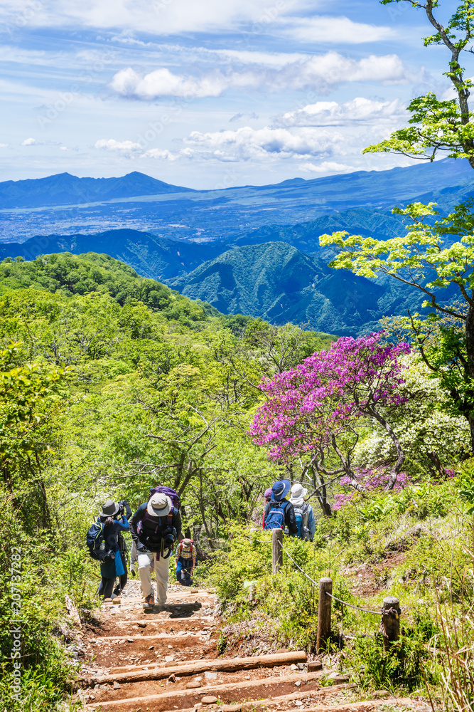 新緑の登山道