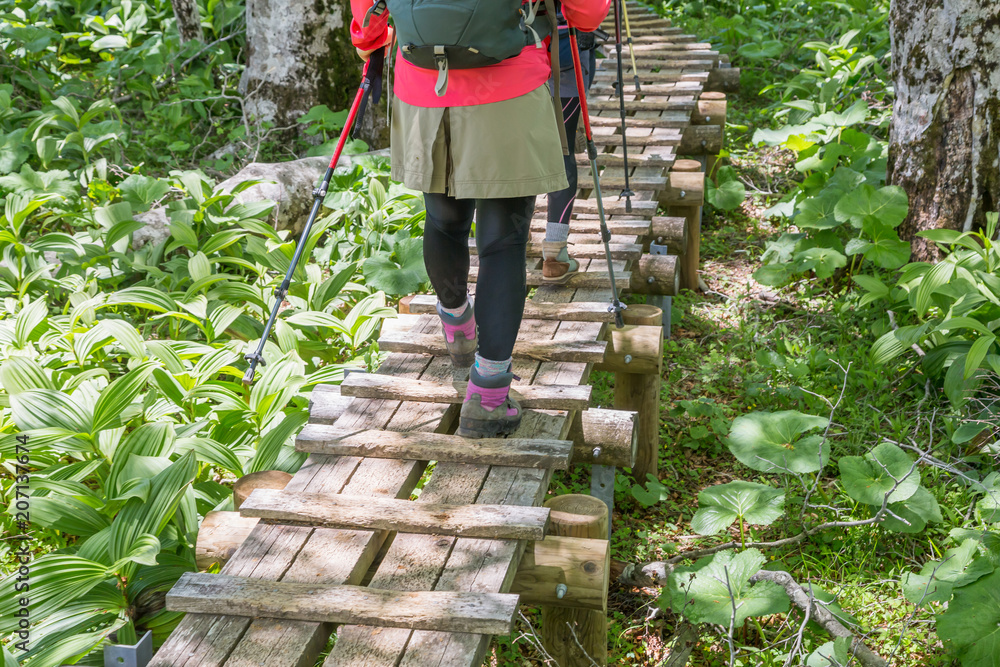 新緑の登山道