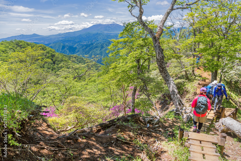 新緑の登山道