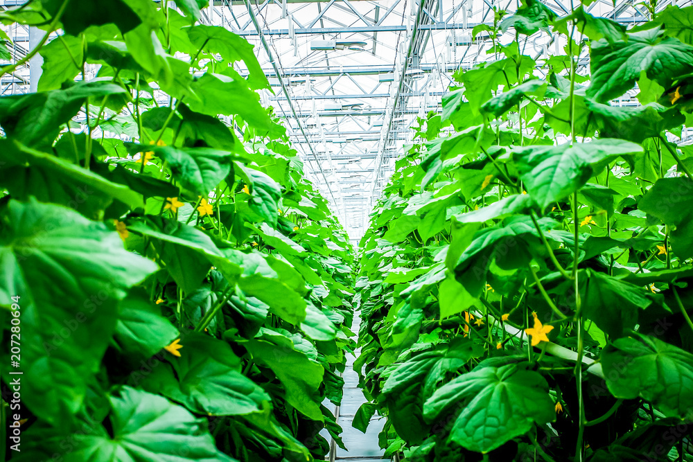 Cucumber plant row