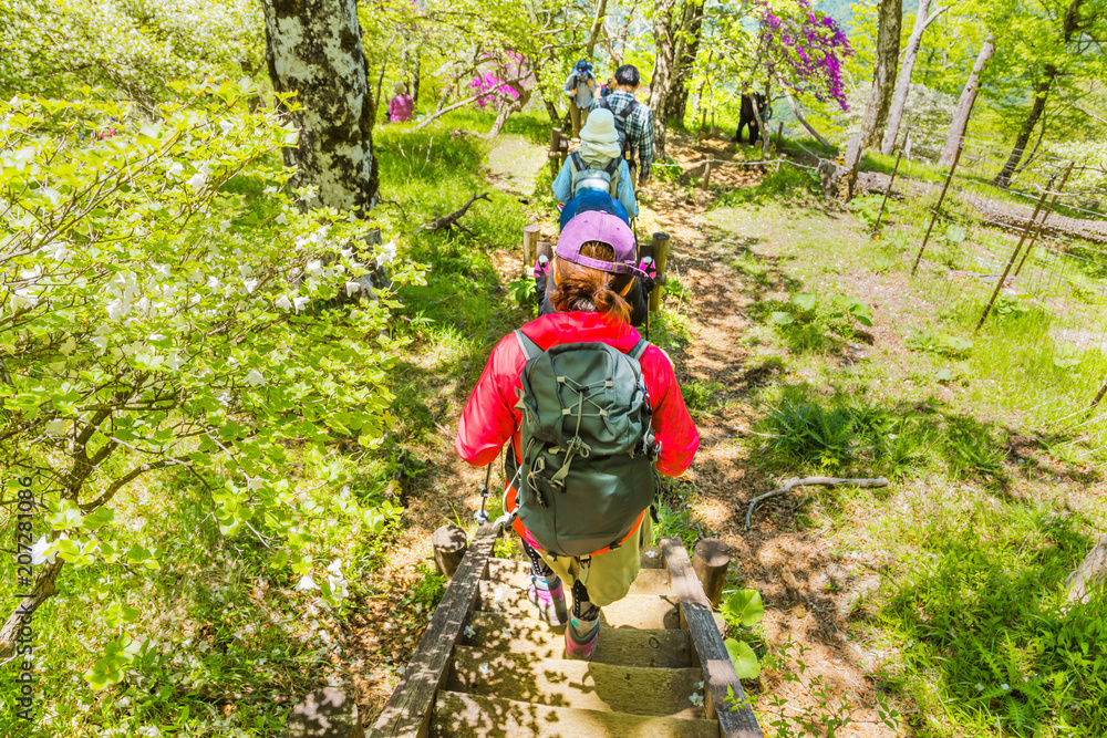 新緑の登山道