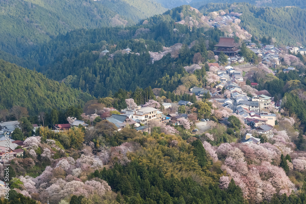 吉野山樱花。奈良县吉野山，日本最著名的樱花