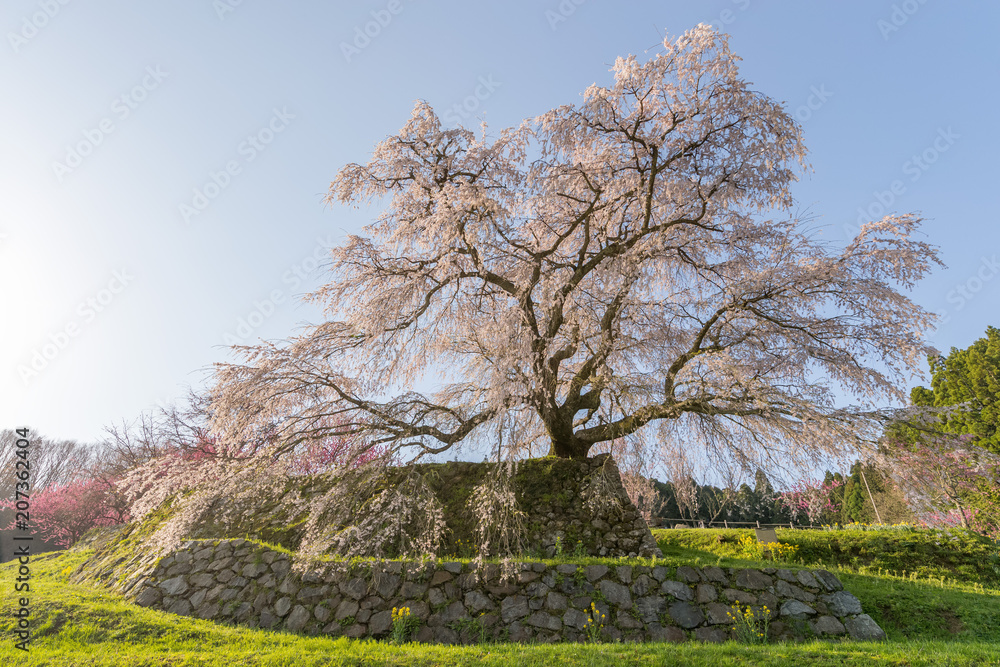 Matabei sakura，种植在奈良县宇田市洪果地区的受人喜爱的巨型悬垂樱花树