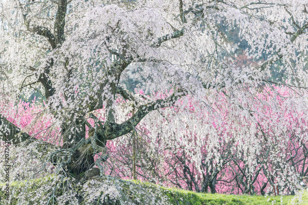 Matabei sakura，种植在奈良县宇田市洪果地区的受人喜爱的巨型悬垂樱花树