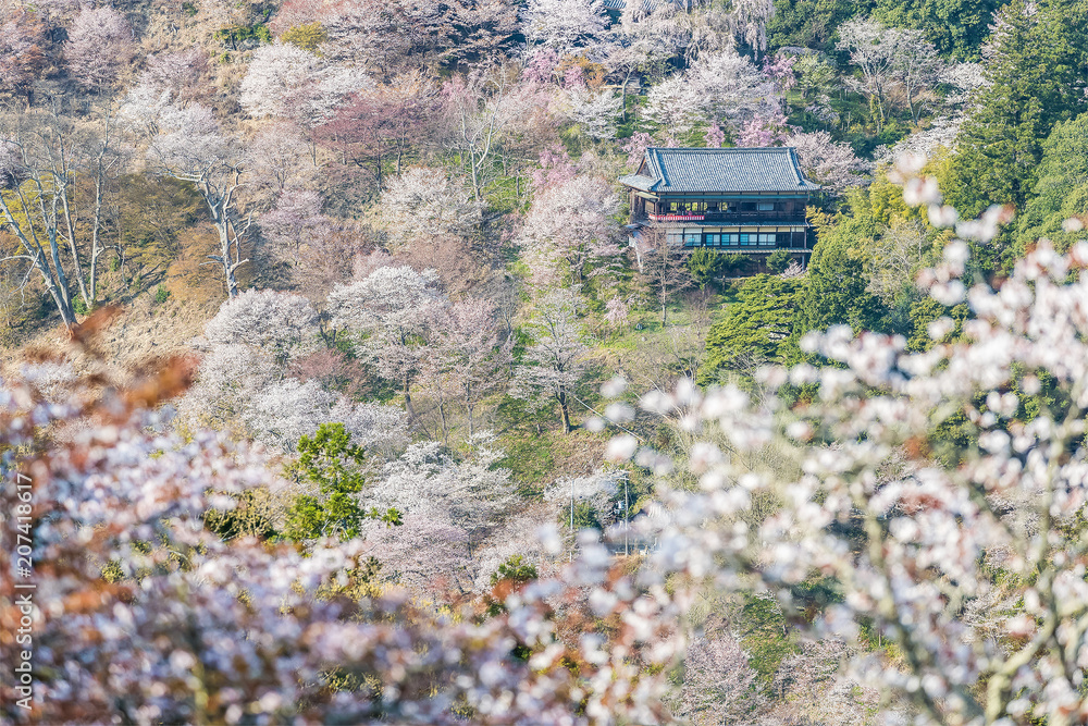 吉野山樱花。奈良县吉野山，日本最著名的樱花