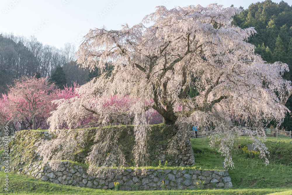 Matabei sakura，种植在奈良县宇田市洪果地区的受人喜爱的巨型悬垂樱花树