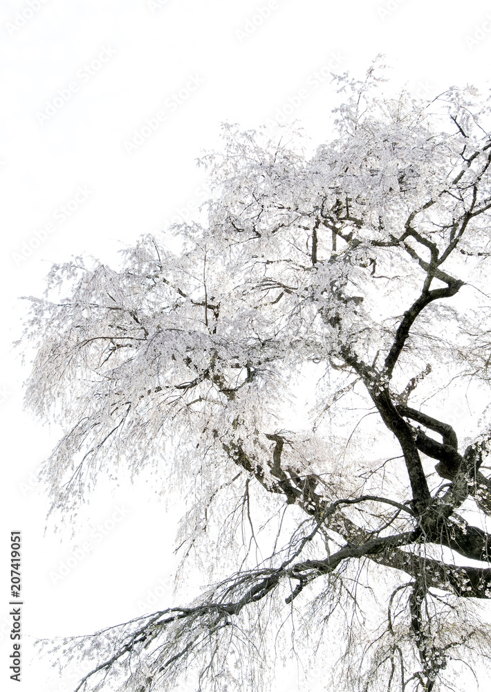 Matabei sakura , beloved giant draping cherry tree planted in Hongo area in Uda city, Nara Prefectur