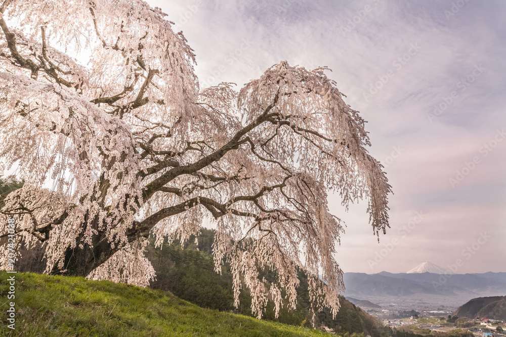 山梨镇的志大樱花和富士山。志大樱花是下垂的樱花树