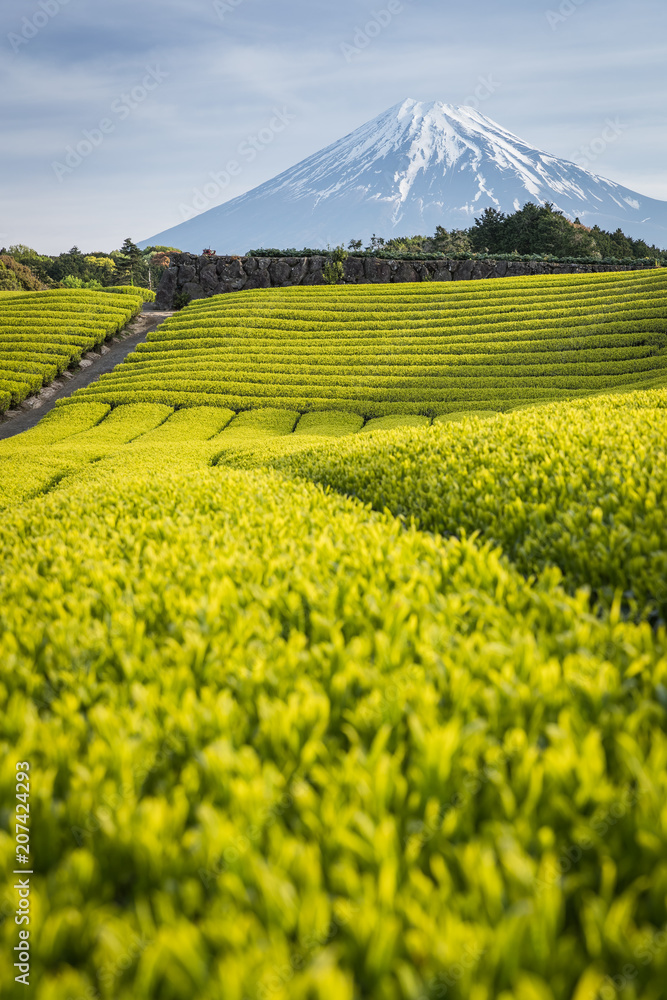 静冈县春天的茶园和富士山