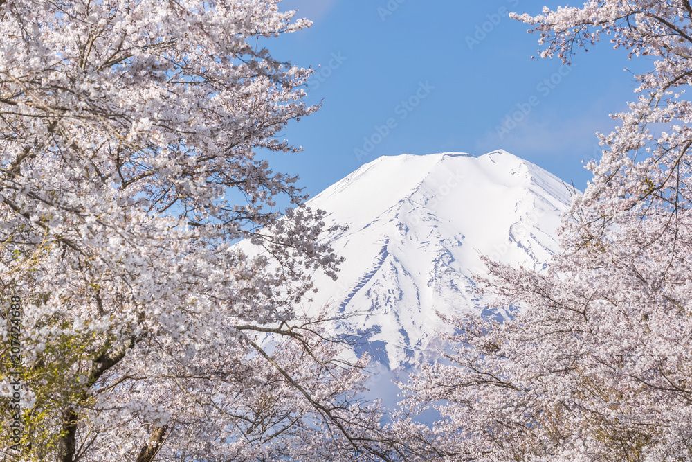 Oshino Hakkai的樱花树和富士山在春季