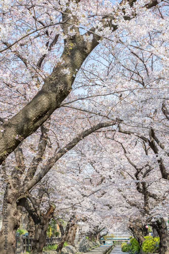 日本樱花春季小运河樱花