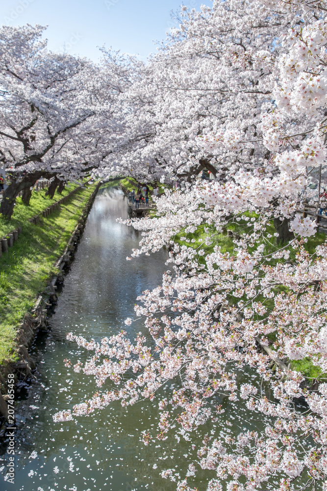 春季小运河日本樱花