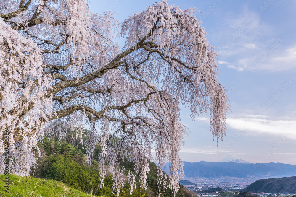 山梨镇的Shidare樱花和富士山。Shidara樱花是下垂的樱花树