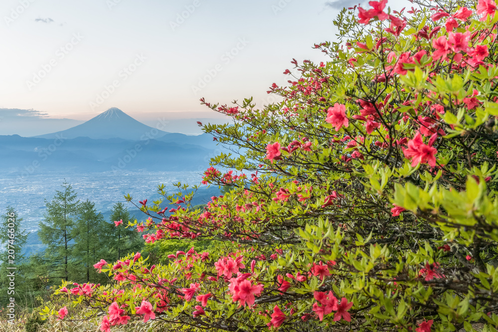 日本杜鹃花和富士山在春天的季节。杜鹃花或Tsutsuji-Ja的春花