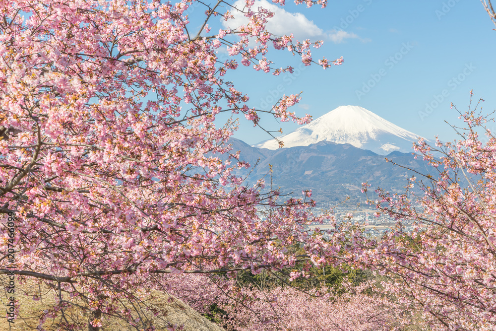 春天的川津坂原和富士山