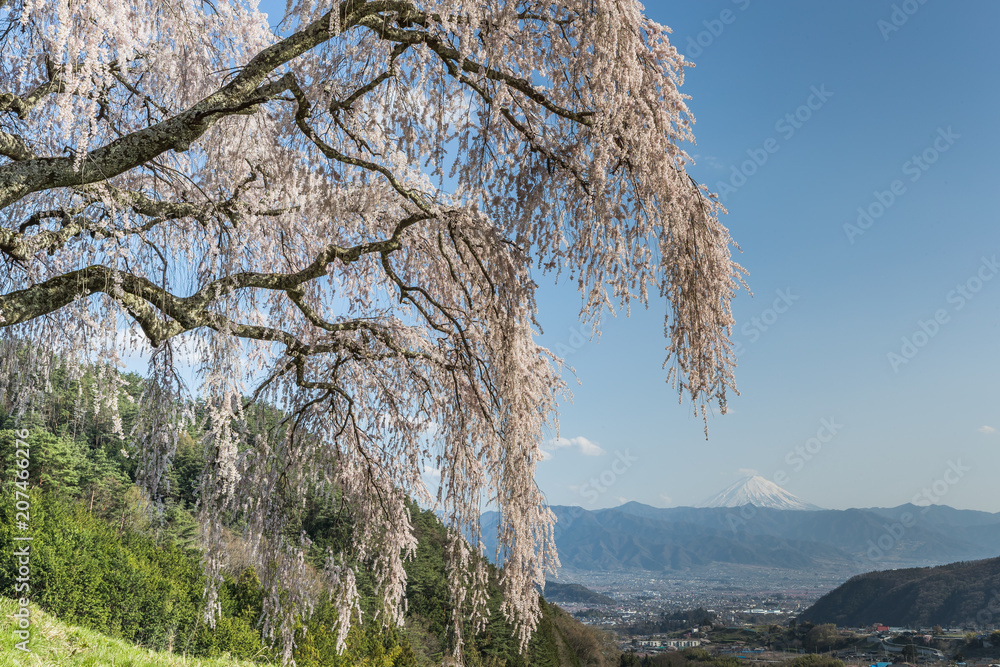 山梨镇的志大樱花和富士山。志大樱花是下垂的樱花树