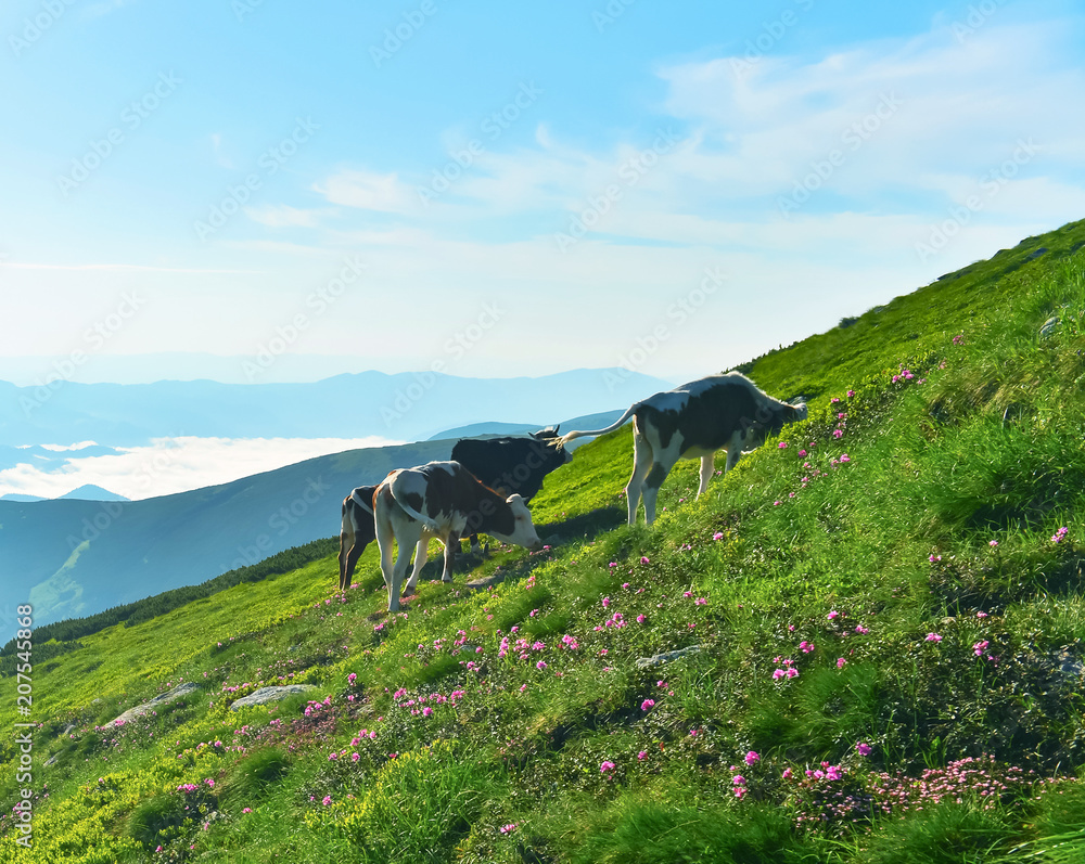 Cows on alpine meadow.