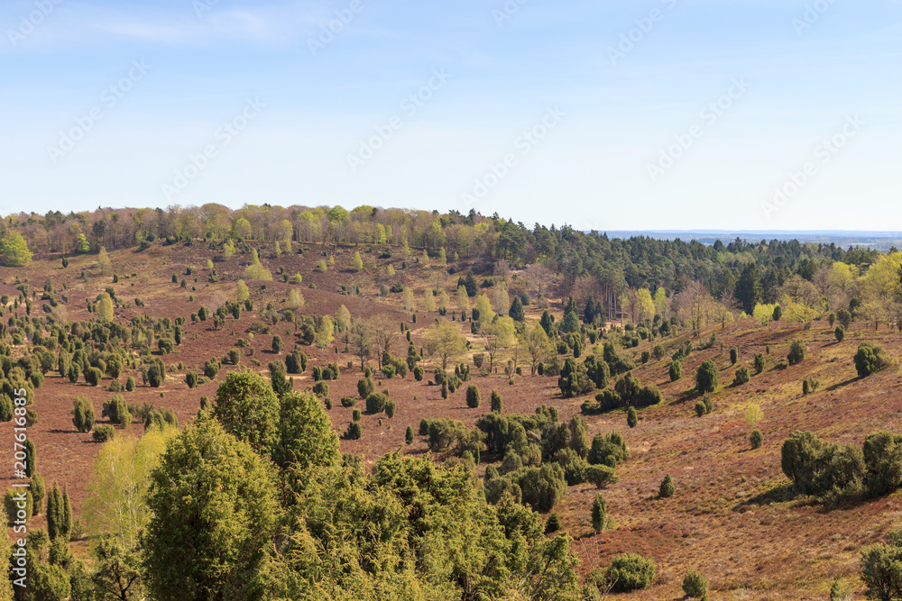 Heathland panorama view to basin Totengrund in Lüneburg Heath near Wilsede, Germany