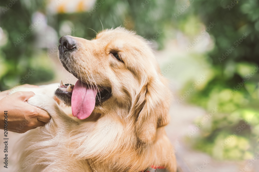 金毛舌犬和主人的手。