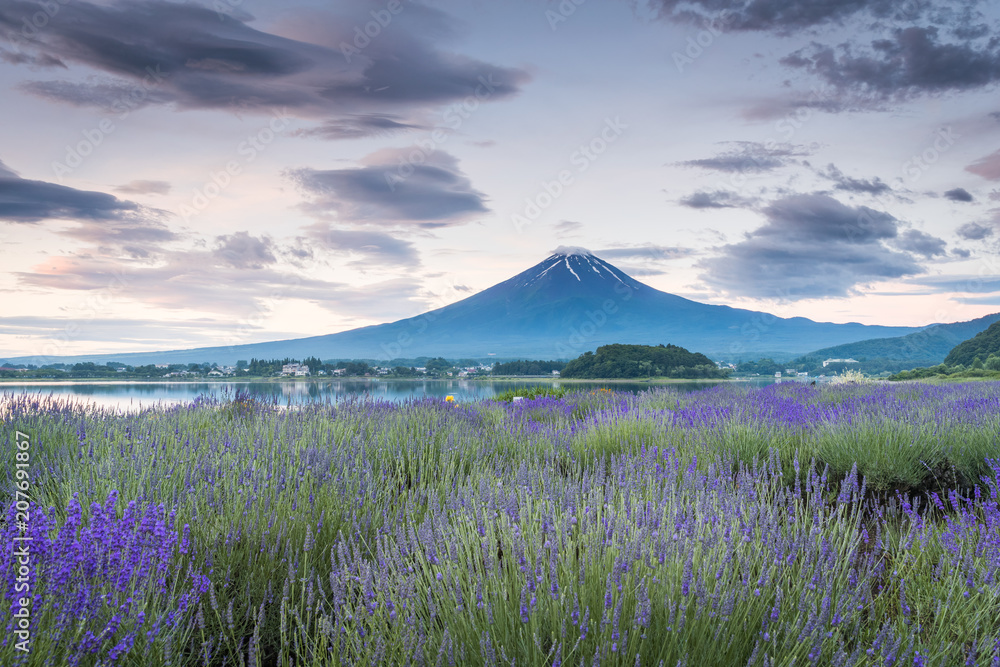 夏季和谷湖富士山和薰衣草田的景色