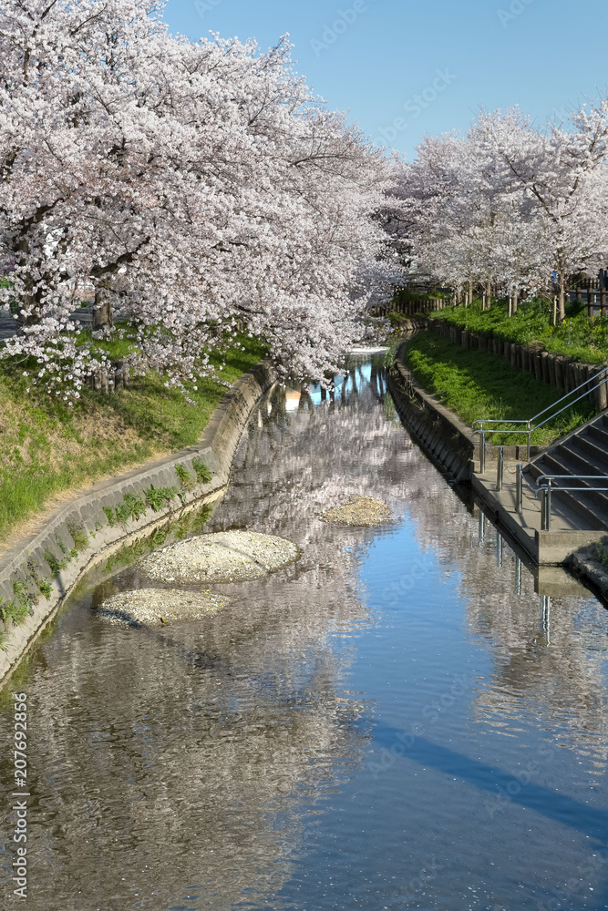 日本樱花在春天开小运河